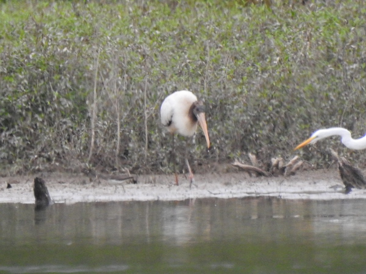 Wood Stork - ML640787430
