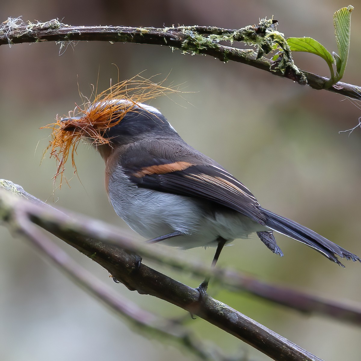 Rufous-breasted Chat-Tyrant - ML640787432