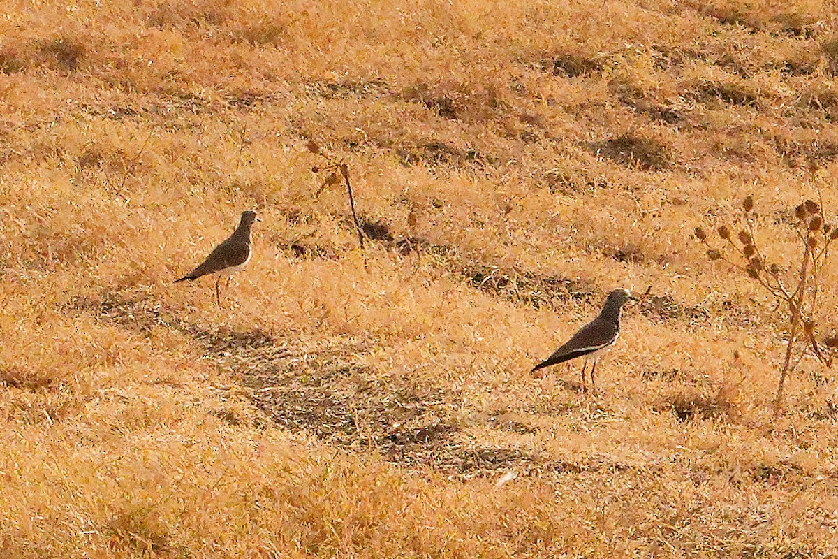Black-winged Lapwing - ML640787433