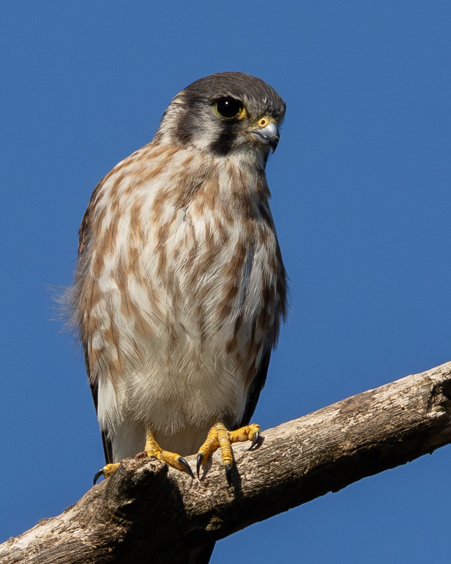 American Kestrel - ML640787463