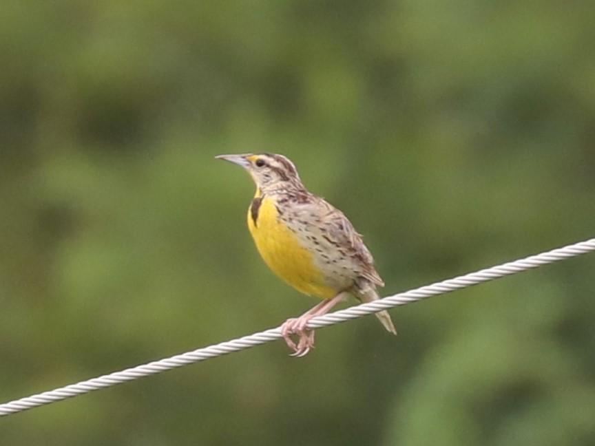 Eastern Meadowlark - ML640787467