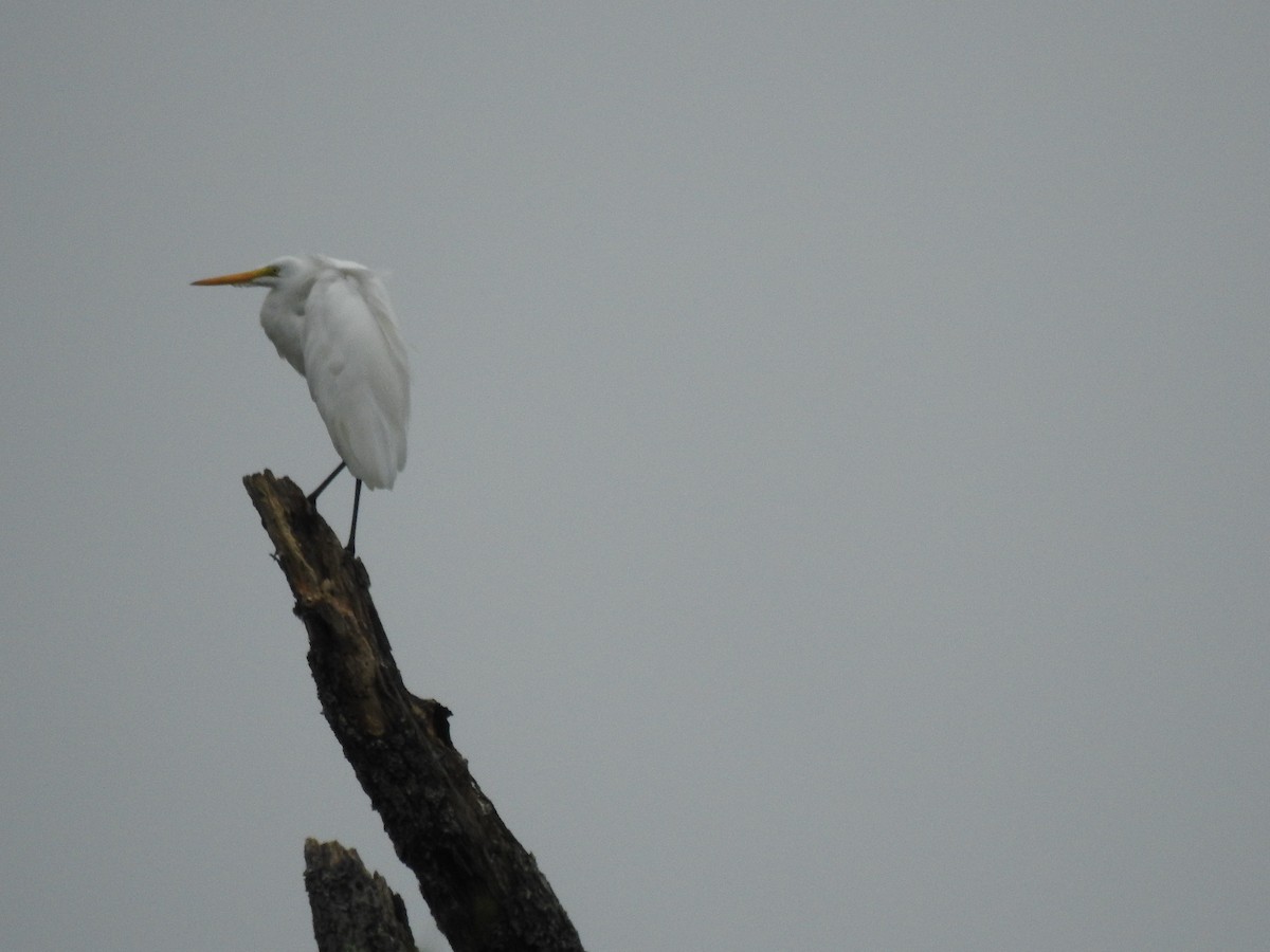 Great Egret - ML640787469