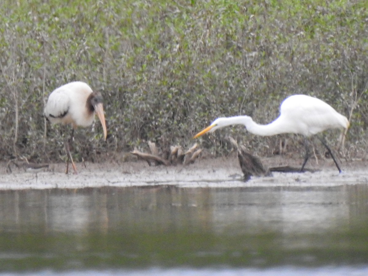 Great Egret - ML640787470