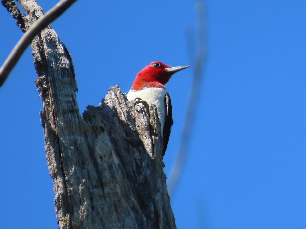 Red-headed Woodpecker - ML640787475