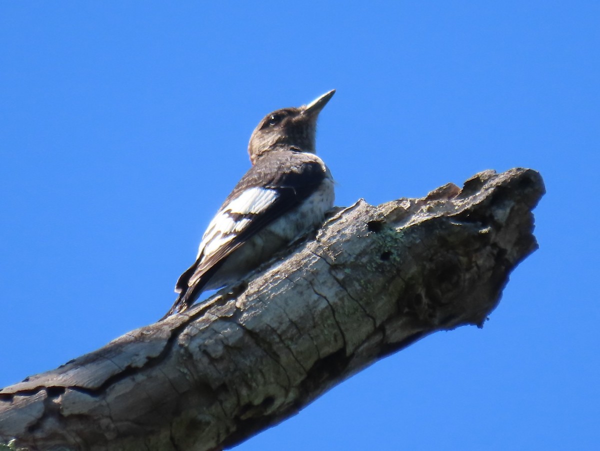 Red-headed Woodpecker - ML640787476