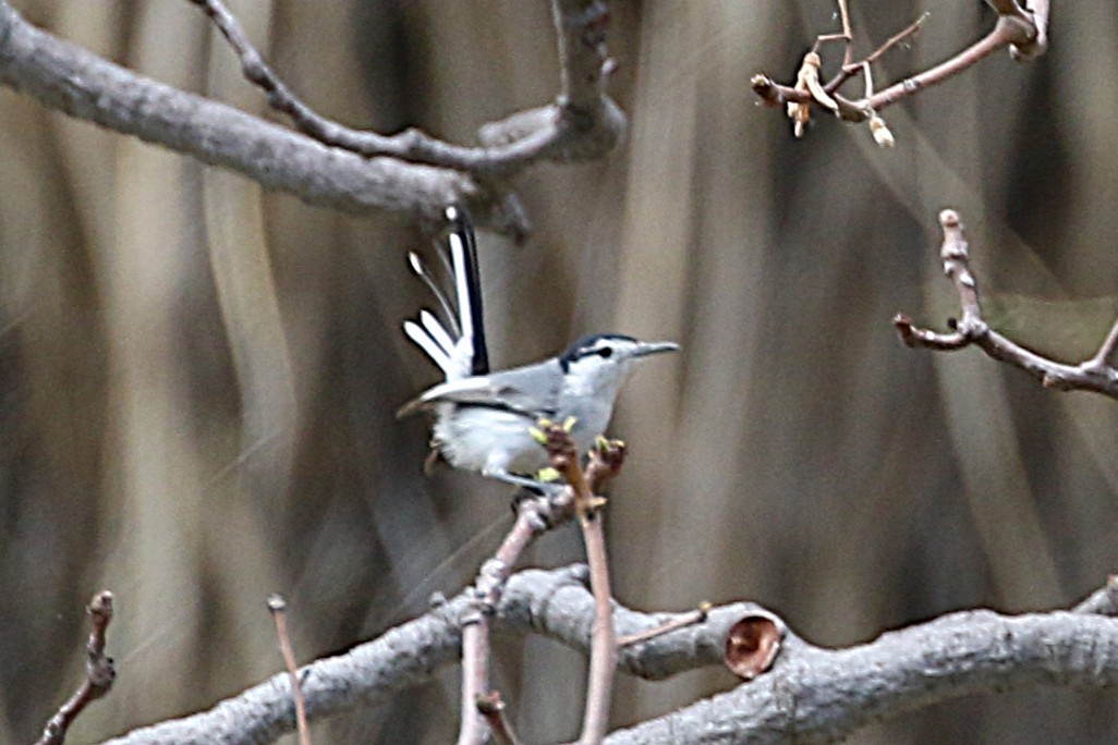 Marañon Gnatcatcher - ML640787490