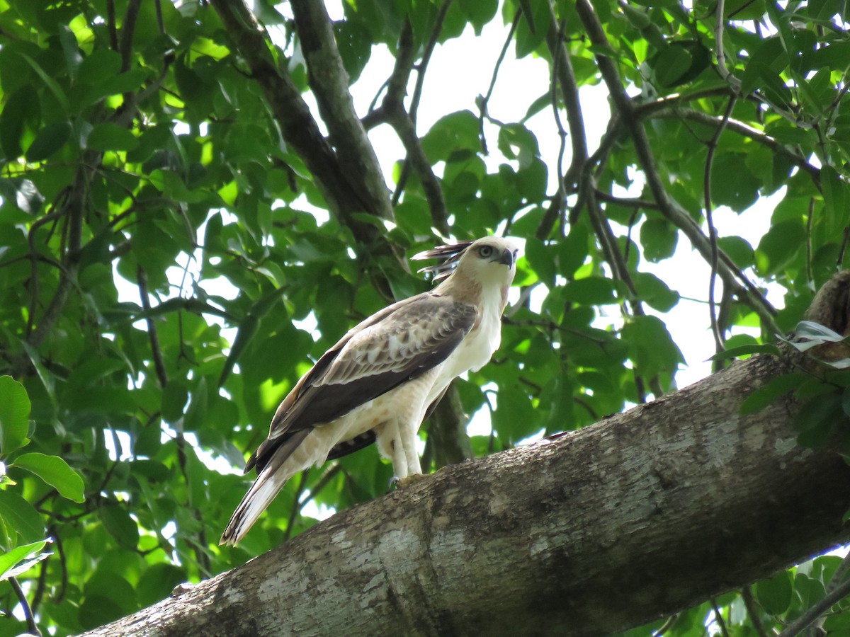 Changeable Hawk-Eagle (Crested) - Selvaganesh K