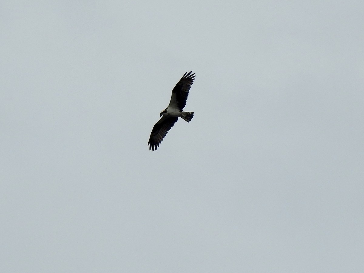 Osprey - ML640787510