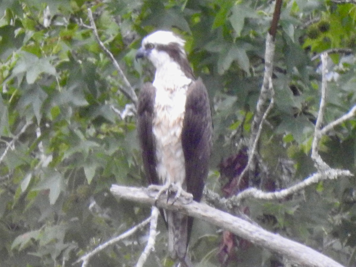 Osprey - ML640787511