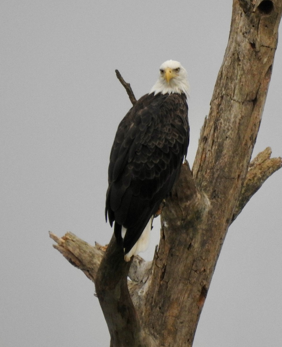 Bald Eagle - ML640787536