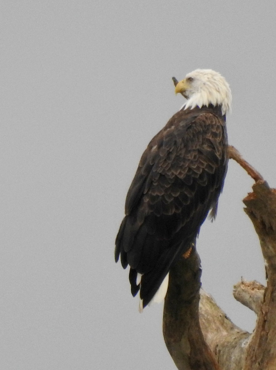 Bald Eagle - ML640787537