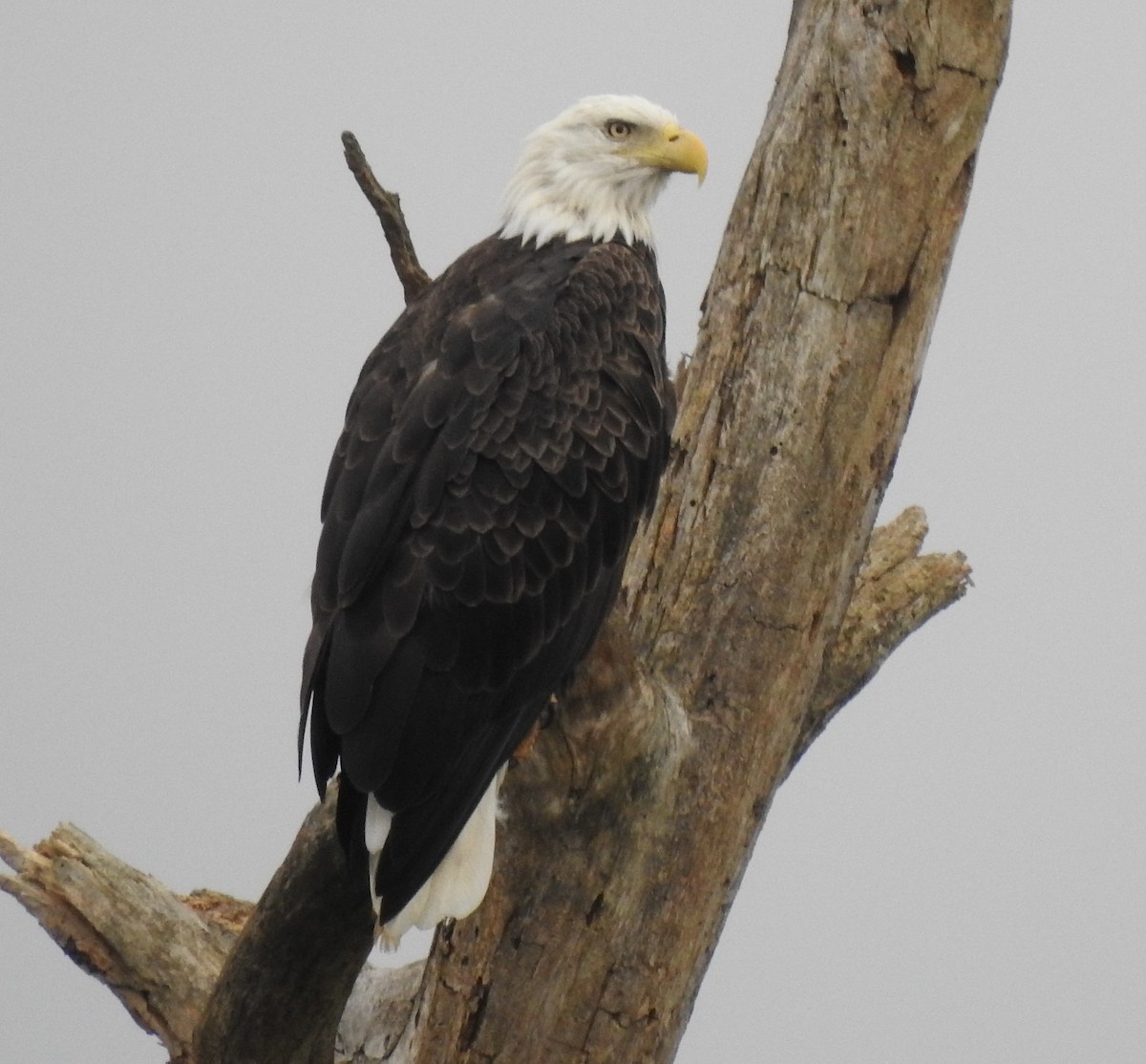 Bald Eagle - ML640787538