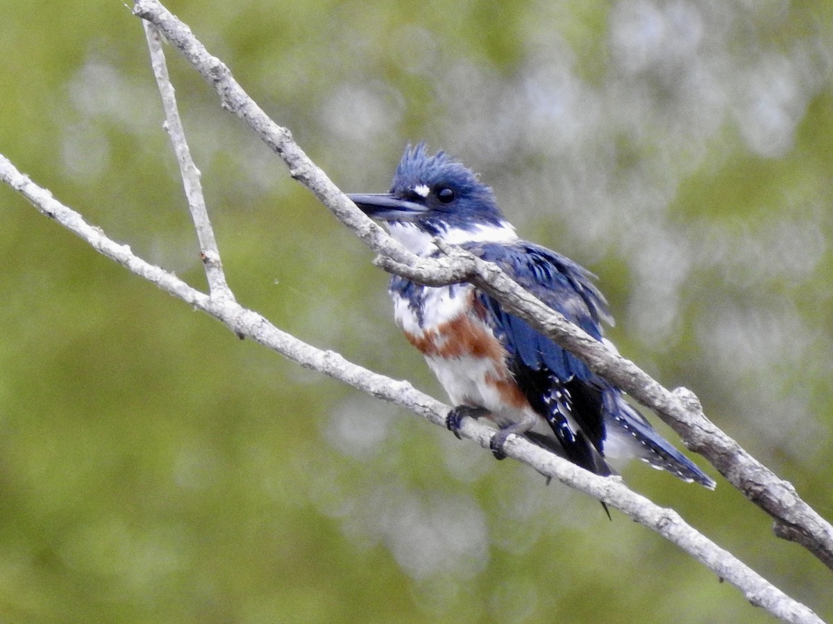 Belted Kingfisher - ML640787566