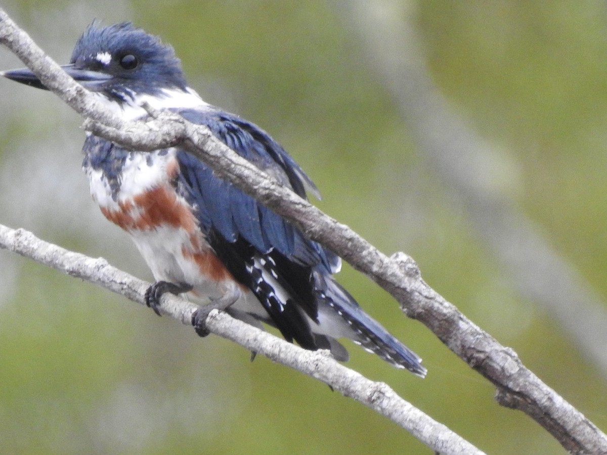 Belted Kingfisher - ML640787567