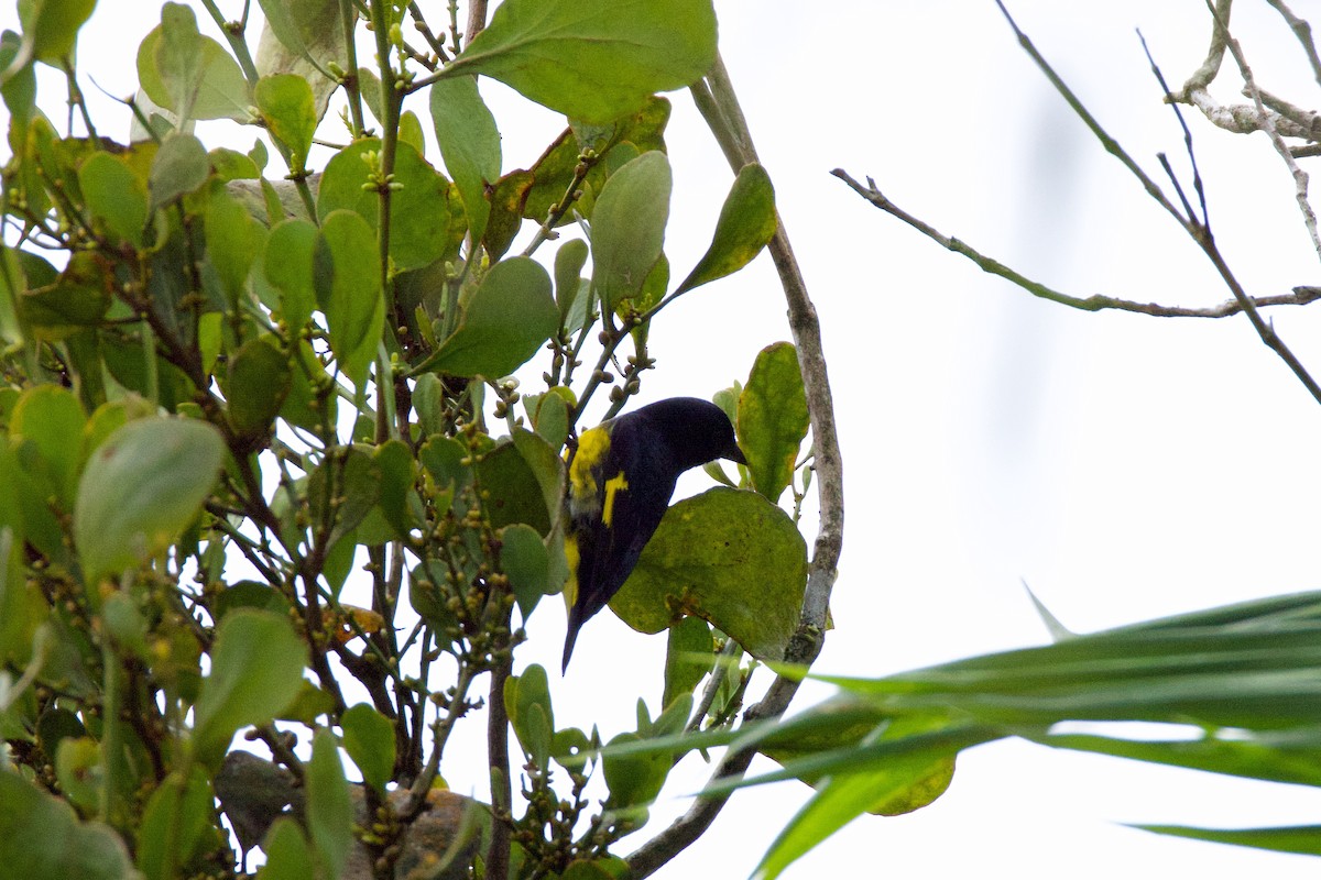Yellow-bellied Siskin - ML640787619