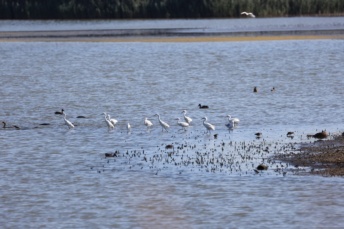 Snowy Egret - ML640787697