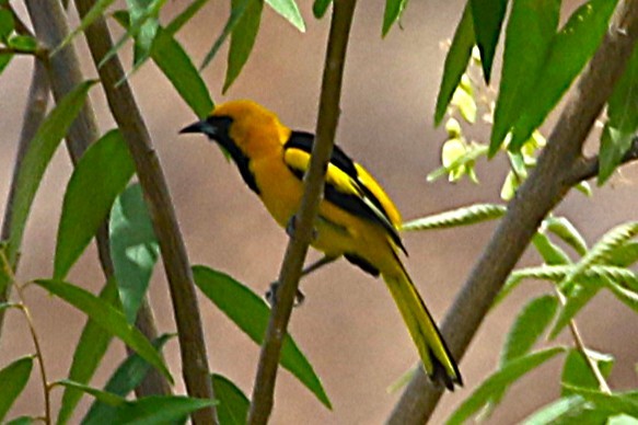 Yellow-tailed Oriole - ML640787773
