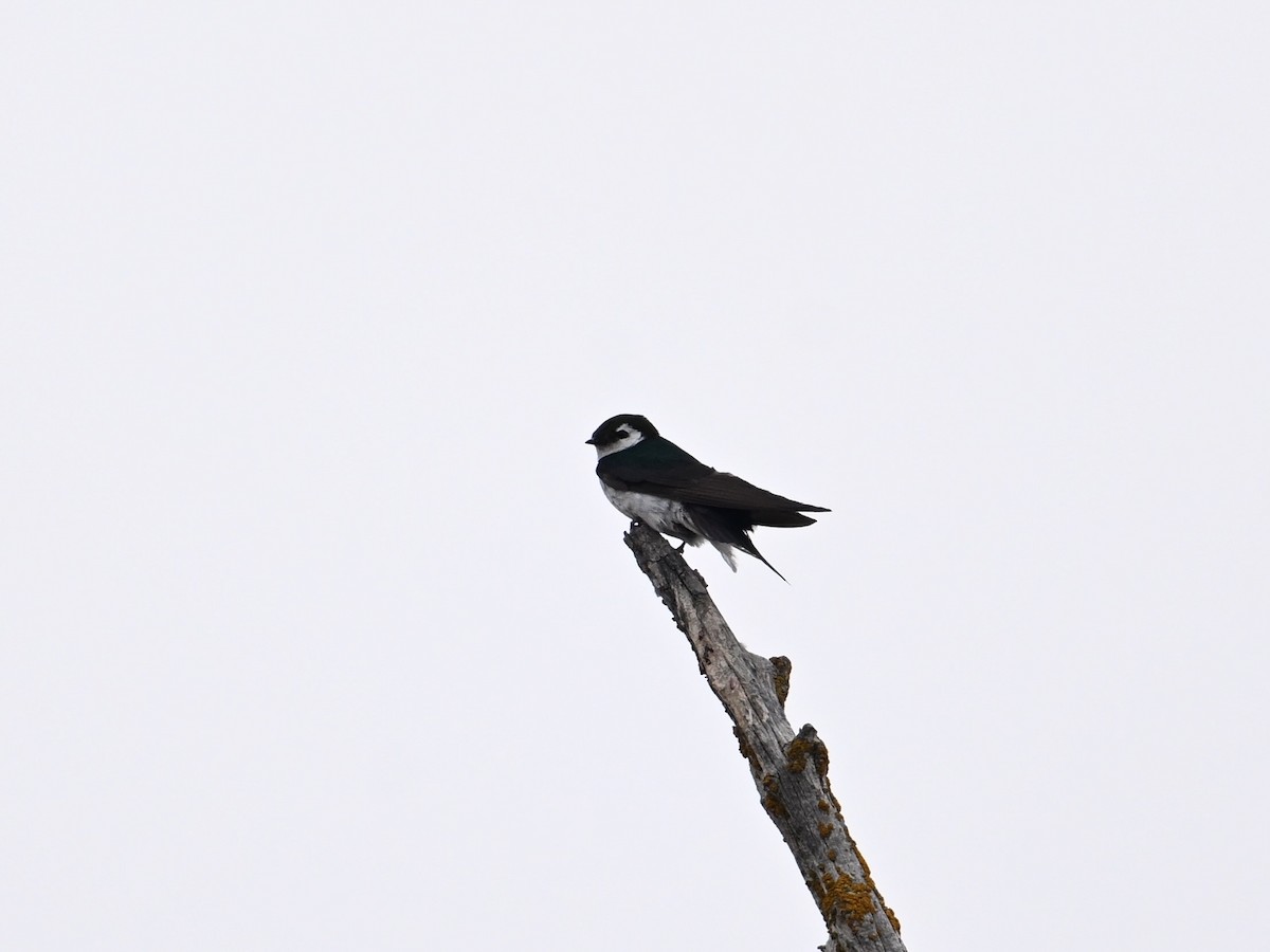 Violet-green Swallow - ML640787777