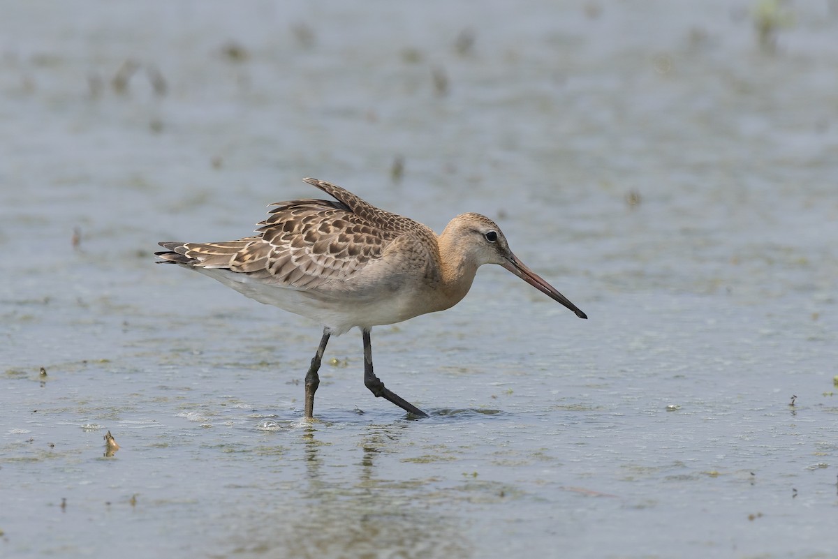 Black-tailed Godwit (melanuroides) - Kasia & Takashi Someya