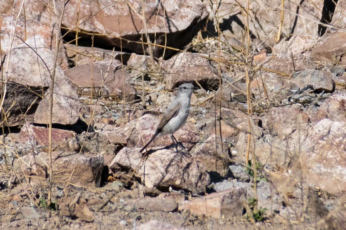 Cinereous Ground-Tyrant - ML640787881
