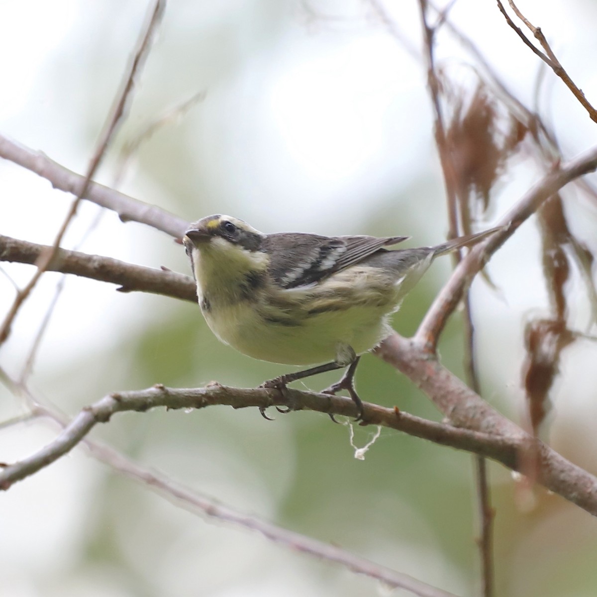 gråparula - ML640787907