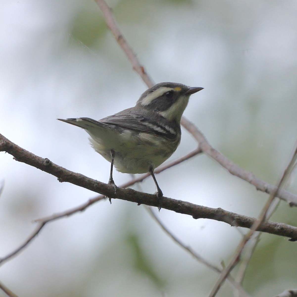 gråparula - ML640787908