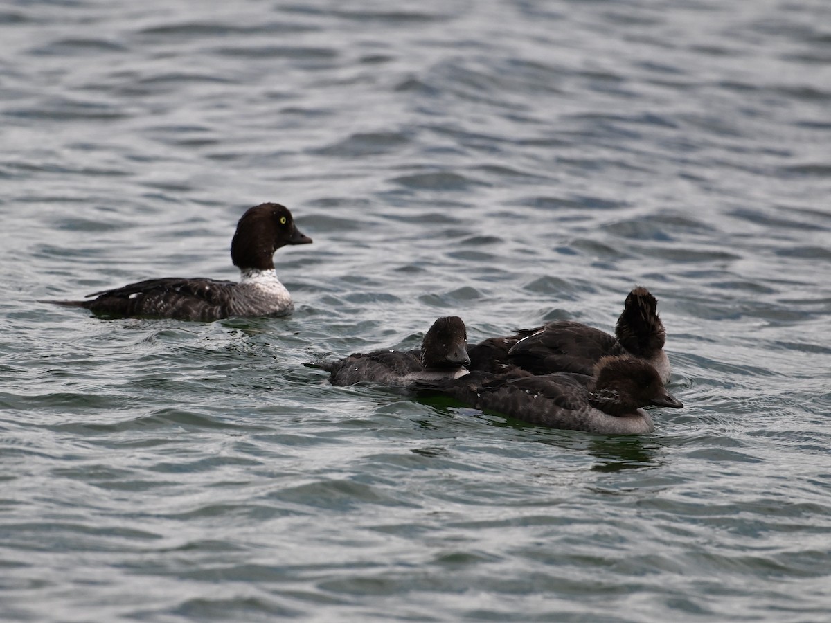 Barrow's Goldeneye - ML640787919