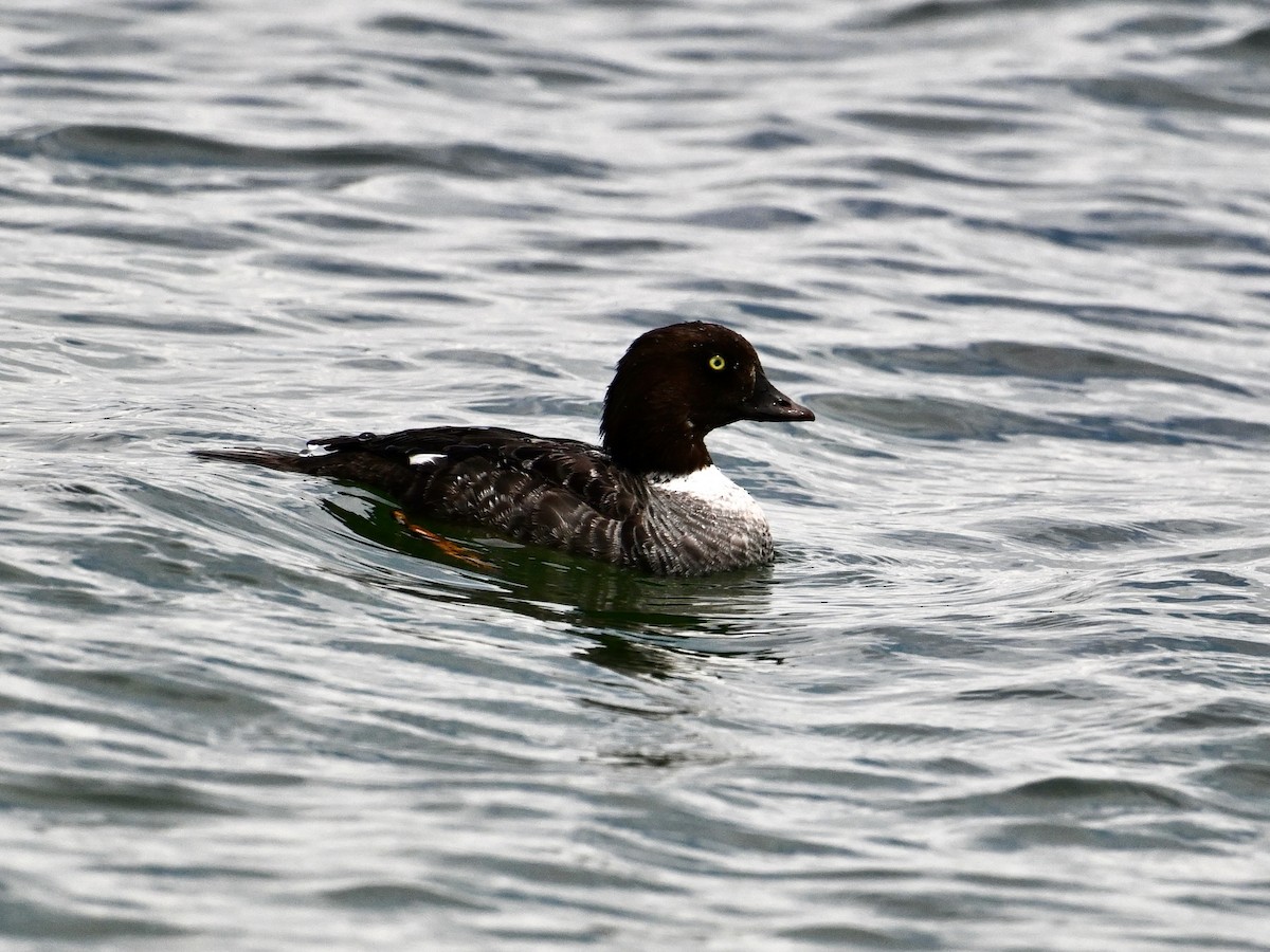 Barrow's Goldeneye - ML640787920