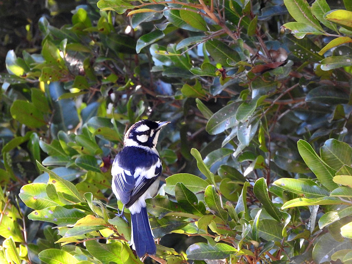 White-eared Monarch - ML640787941