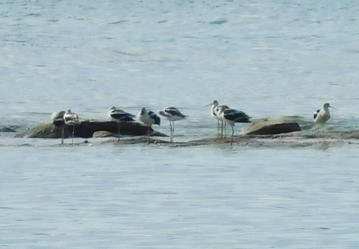 American Avocet - ML640787960