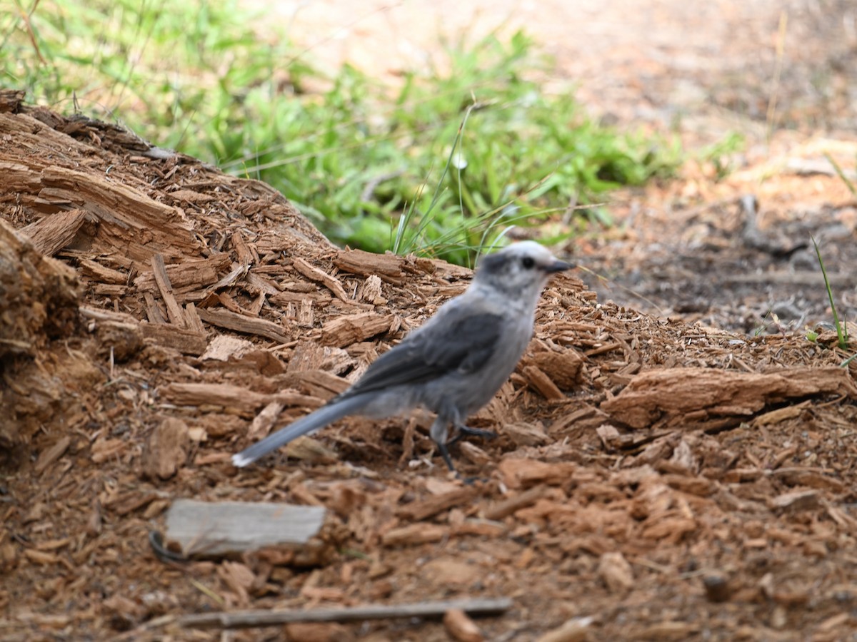 Canada Jay - ML640787986