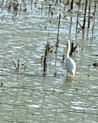 Great Egret - ML640787994