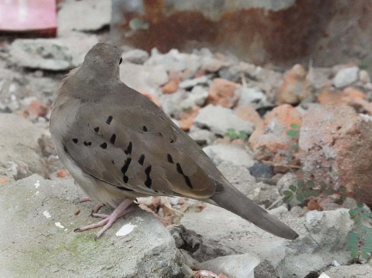 Ecuadorian Ground Dove - ML640787999