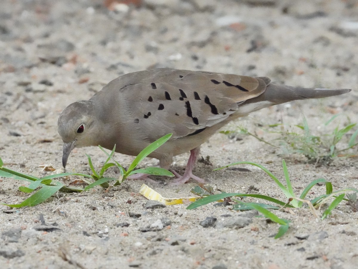 Ecuadorian Ground Dove - ML640788000