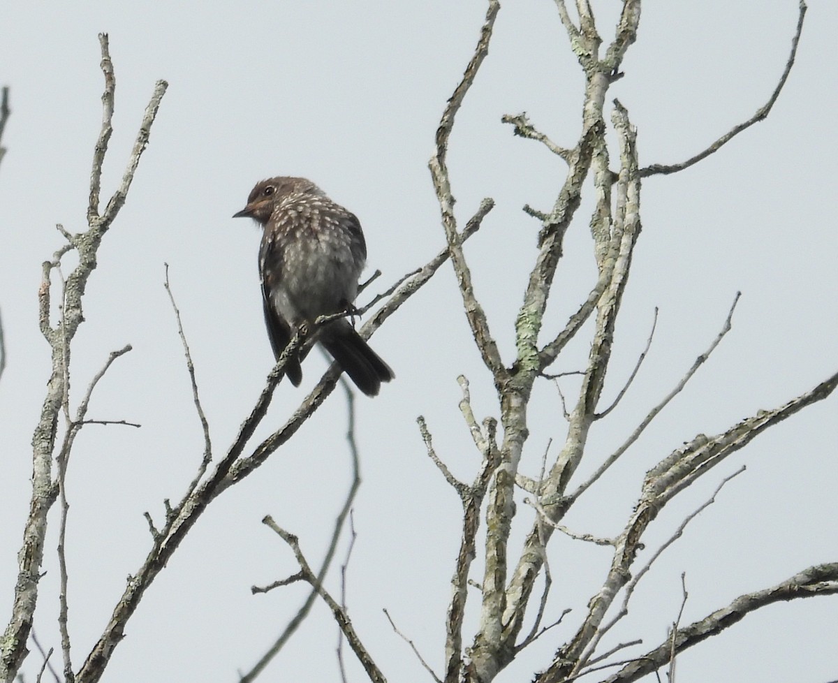 Eastern Bluebird - ML640788018