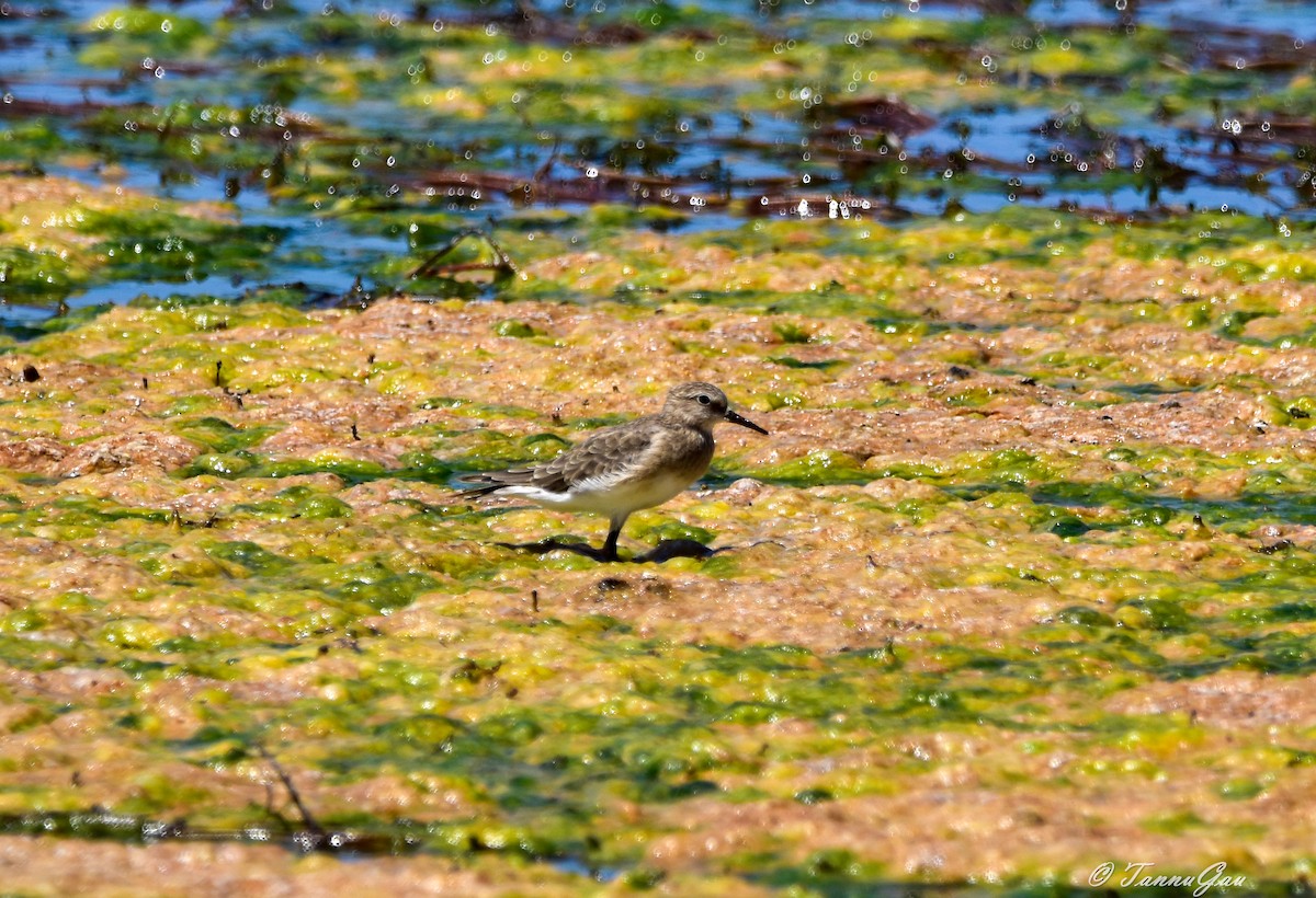 Baird's Sandpiper - ML640788027