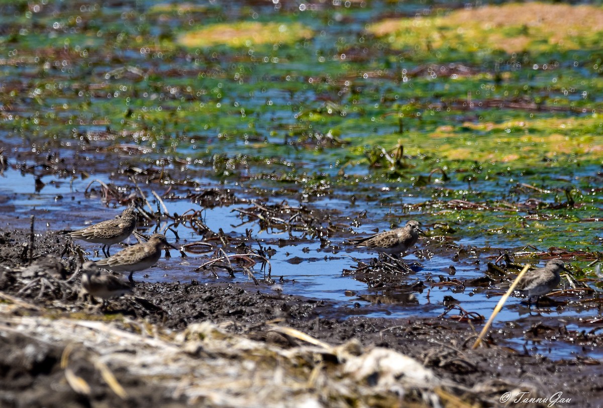 Baird's Sandpiper - ML640788041