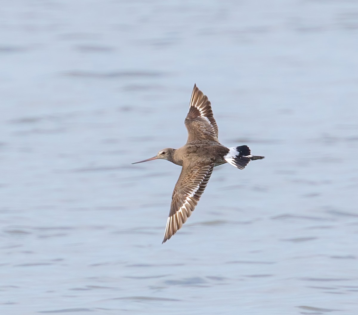 Barge hudsonienne - ML640788060