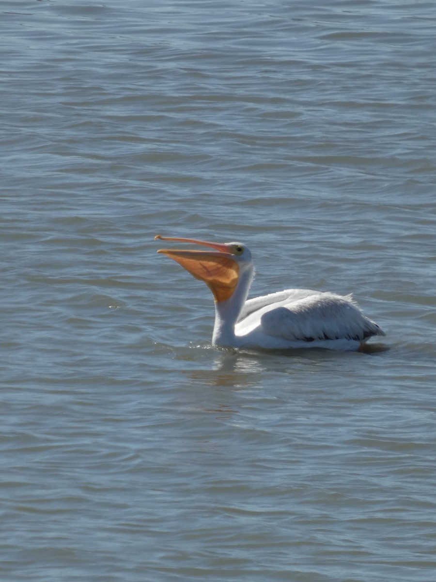 American White Pelican - ML640788062