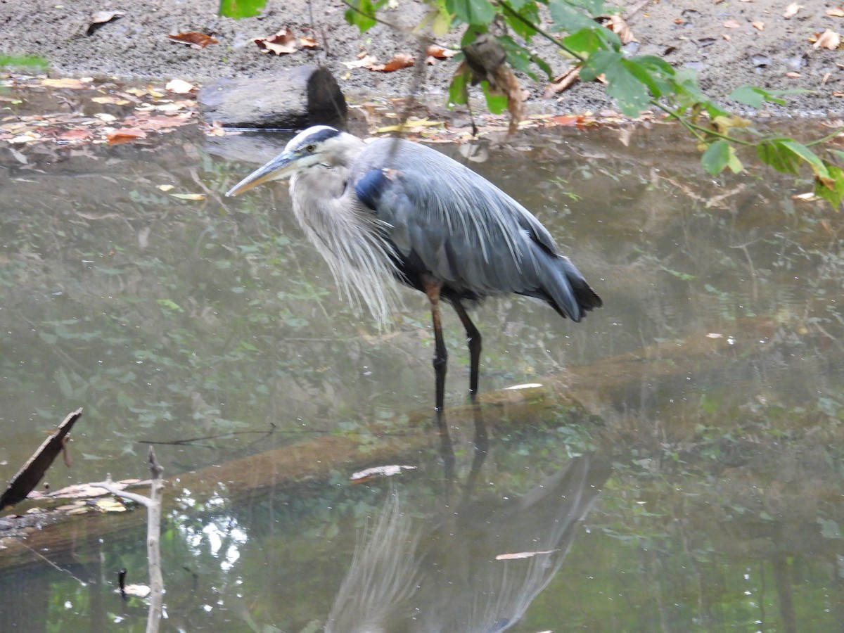 Great Blue Heron - ML640788080
