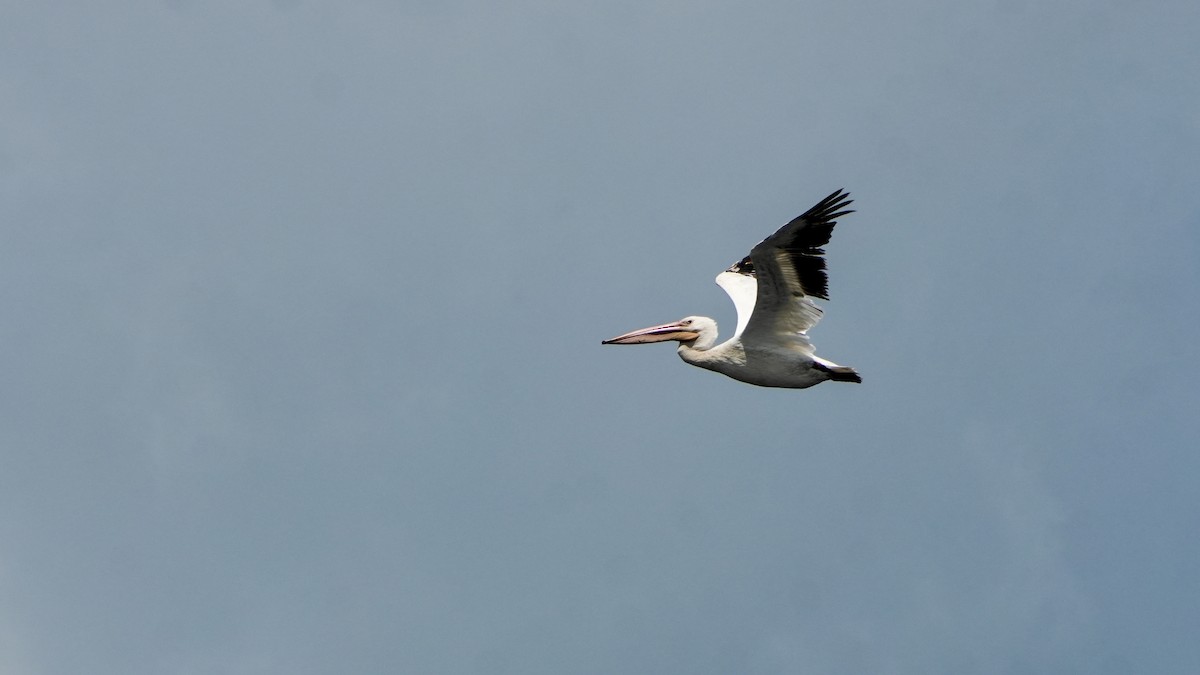 American White Pelican - ML640788148