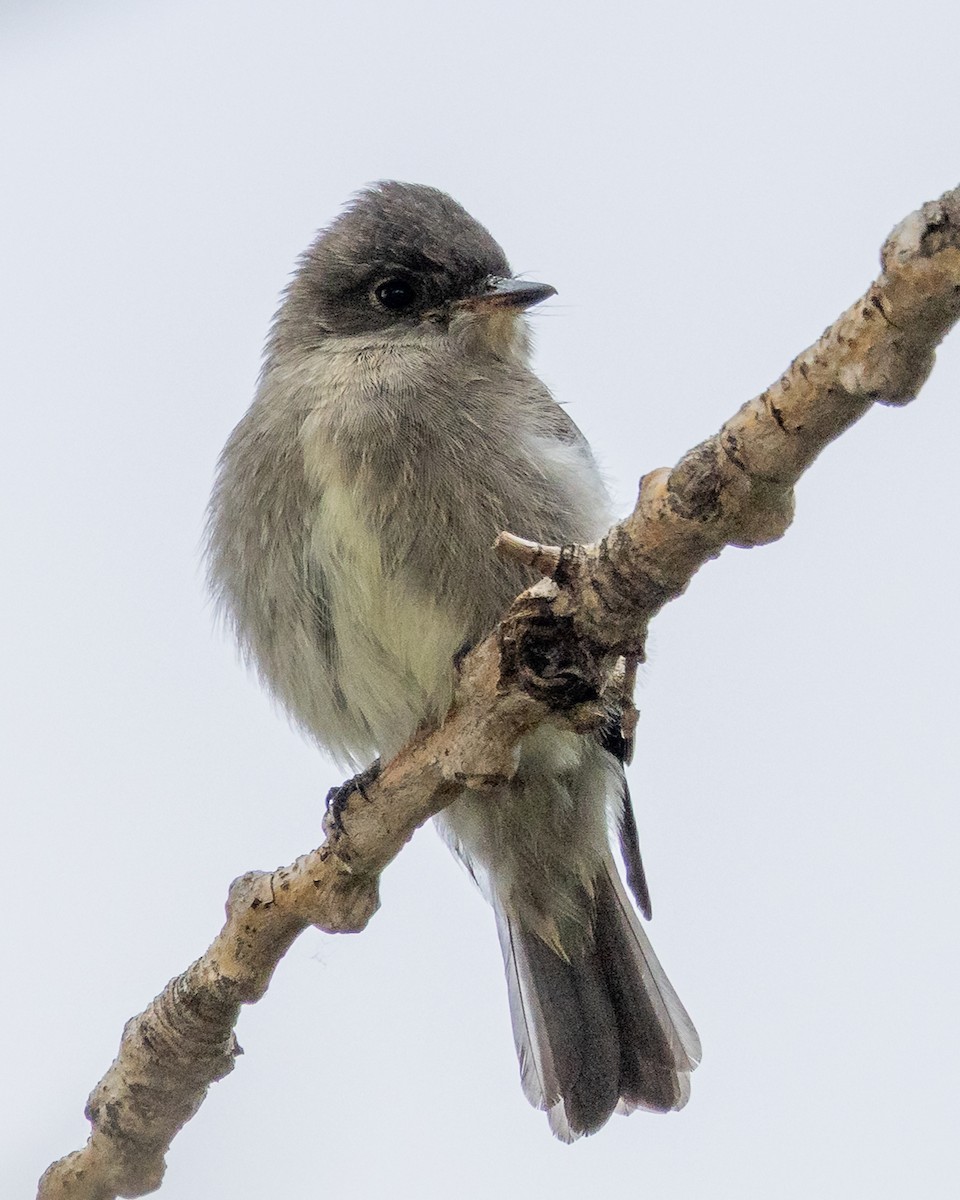 Western Wood-Pewee - ML640788199