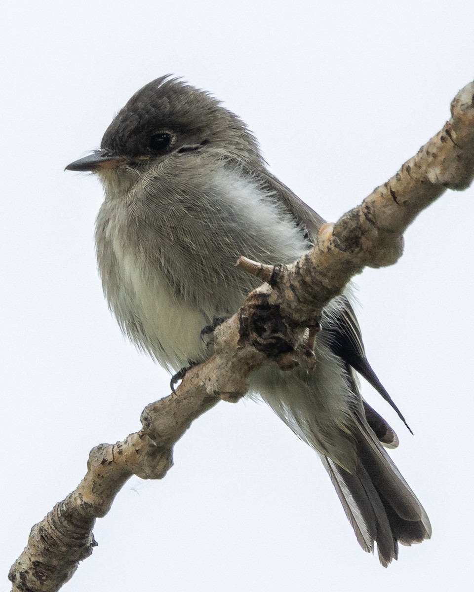 Western Wood-Pewee - ML640788200