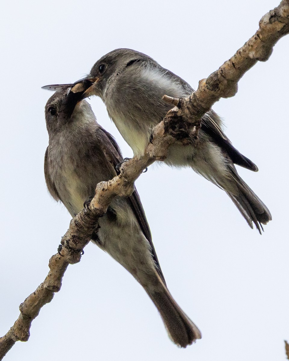 Western Wood-Pewee - ML640788201