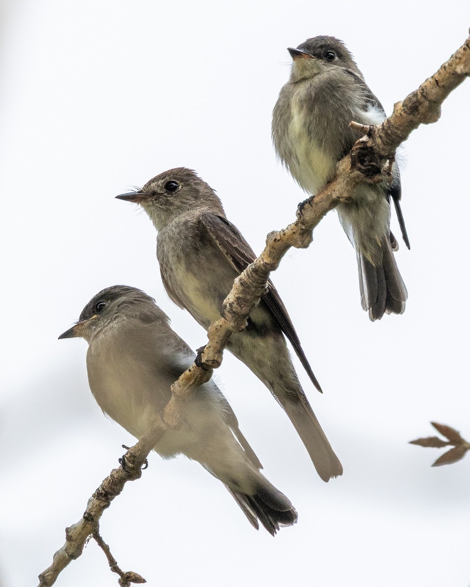 Western Wood-Pewee - ML640788203