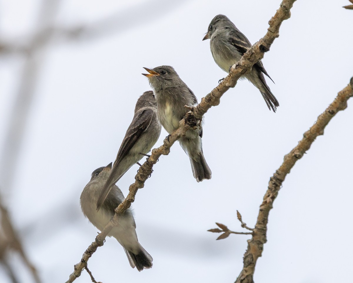 Western Wood-Pewee - ML640788204