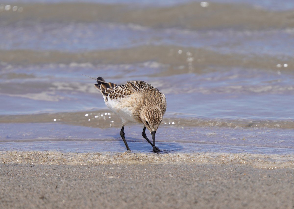 Baird's Sandpiper - ML640788303