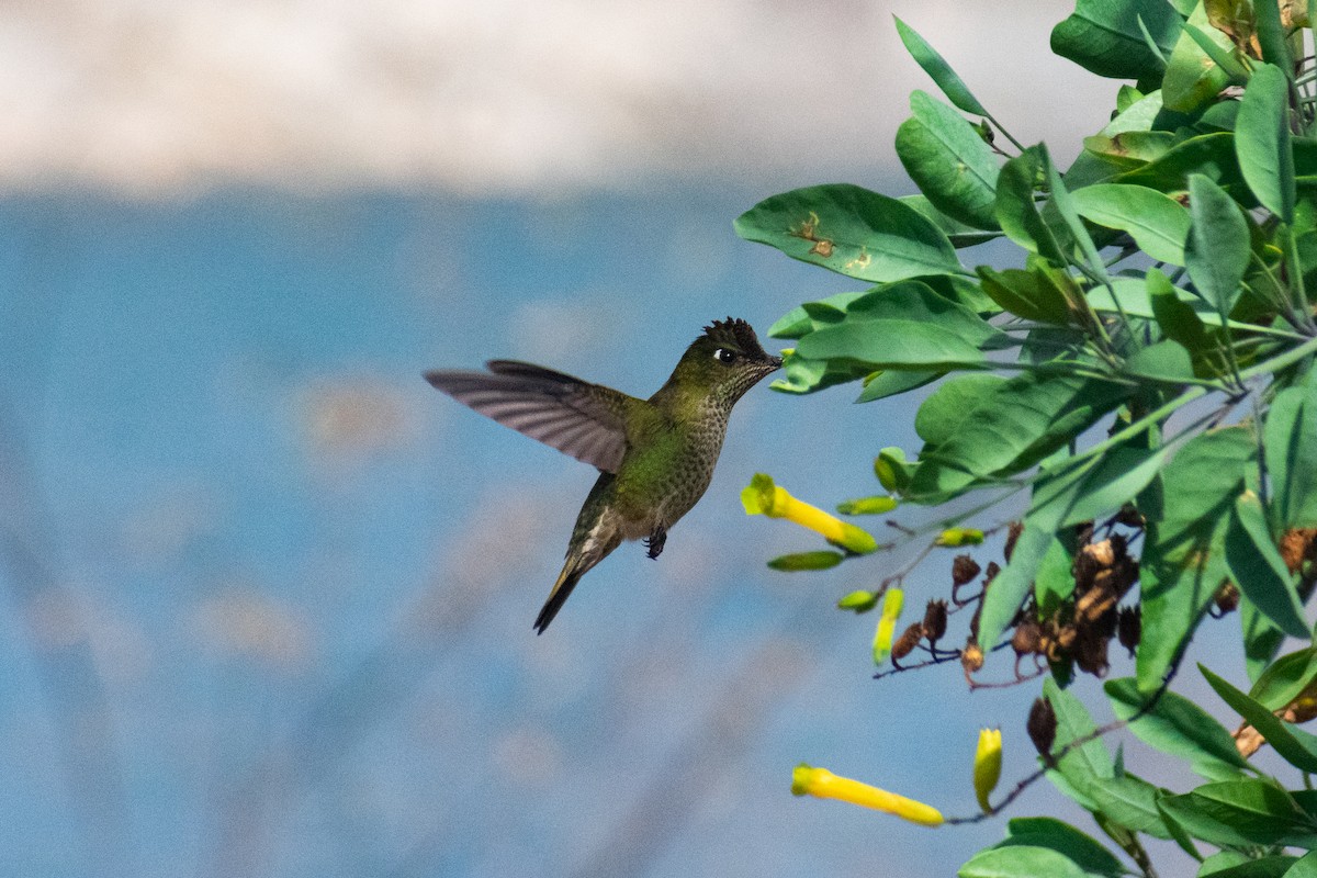 Colibri du Chili - ML640788313