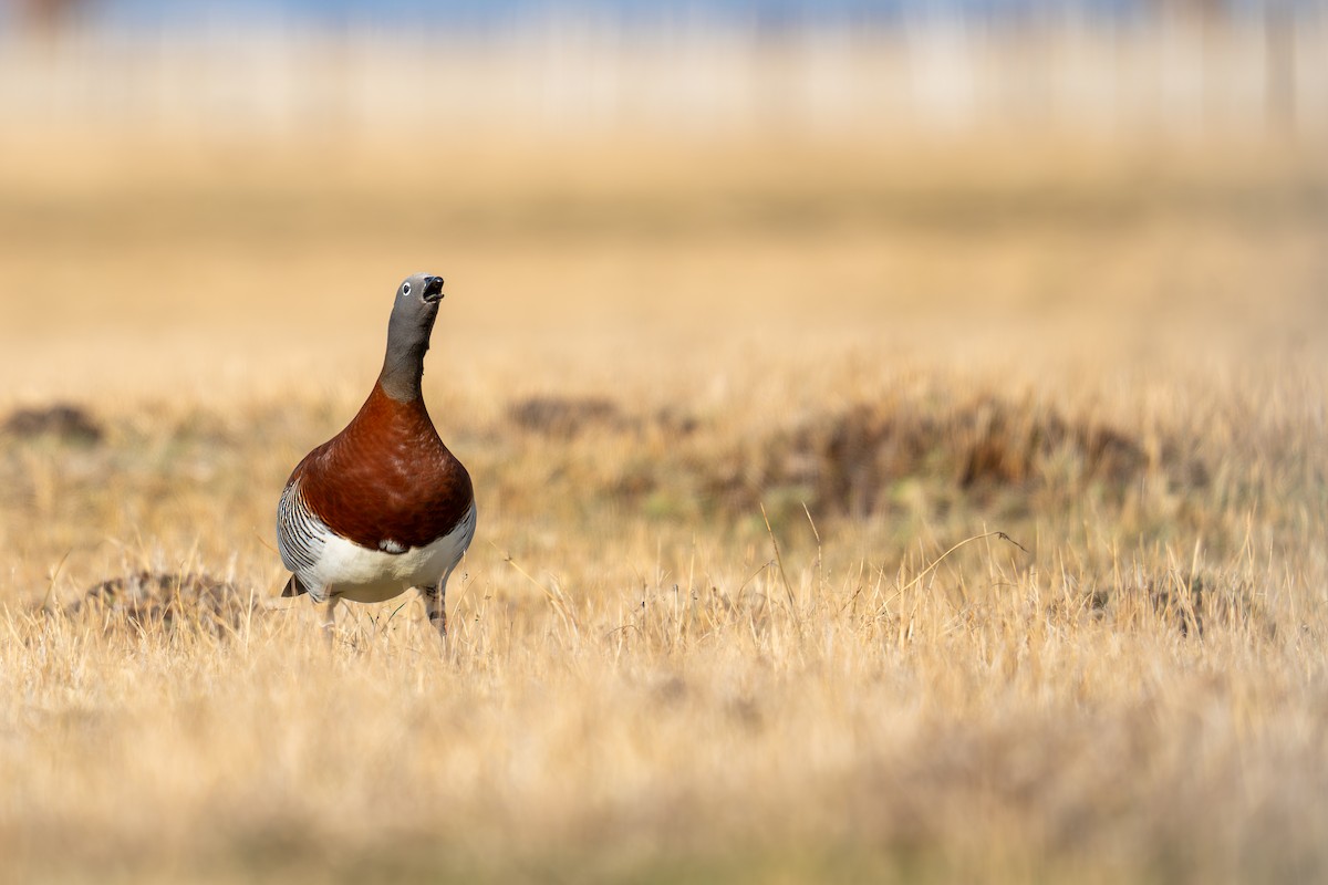 Ashy-headed Goose - ML640788440