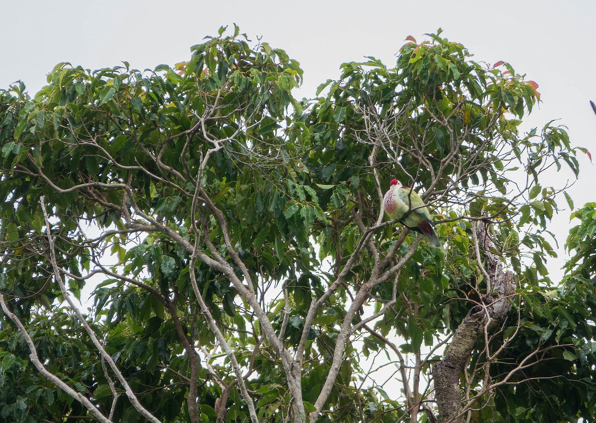 Many-colored Fruit-Dove - ML640788646